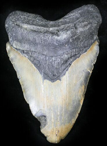 Bargain Megalodon Tooth - North Carolina #26030
